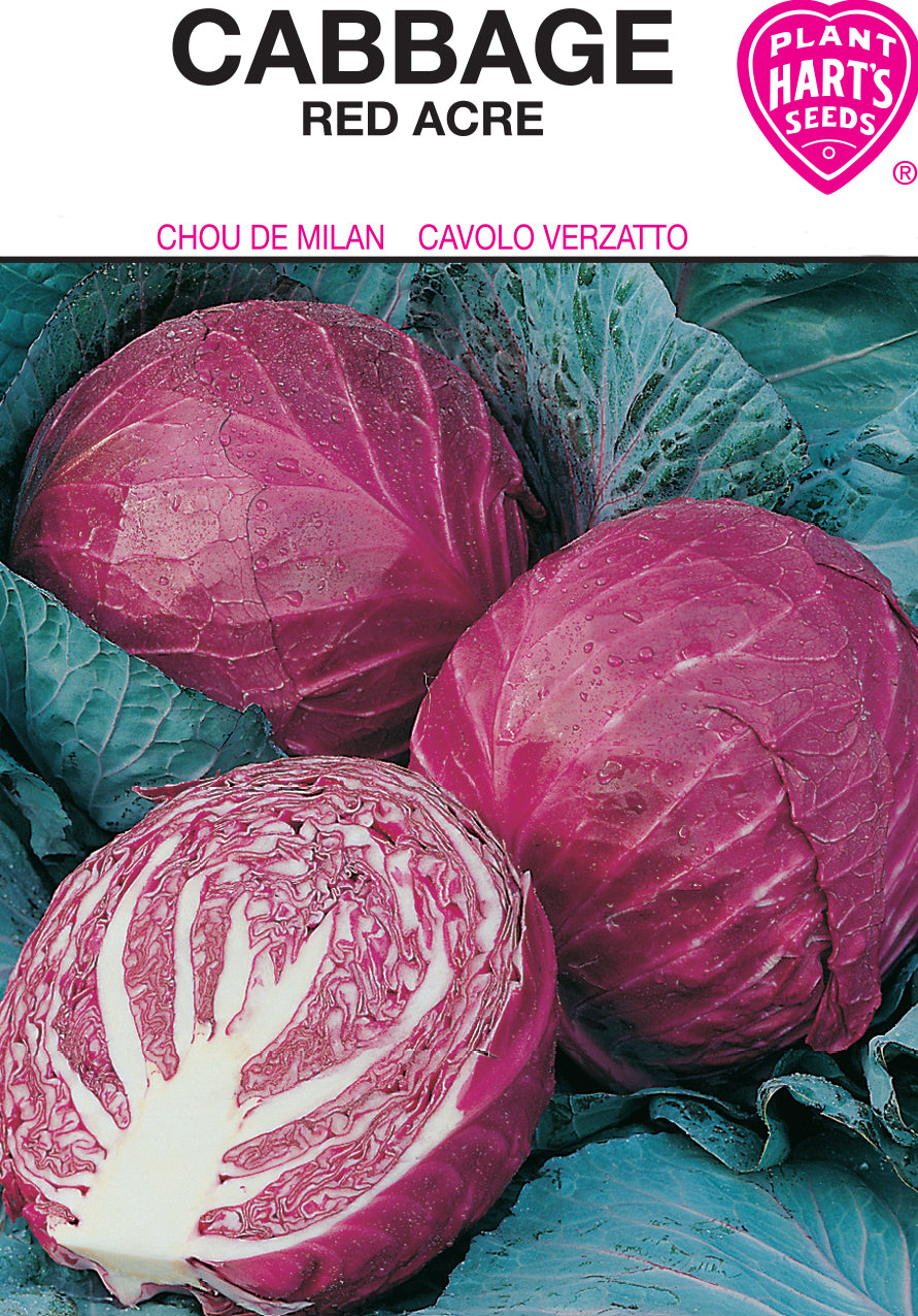 planting red cabbage seeds Cabbage Red Acre – Plants Hart's Seeds