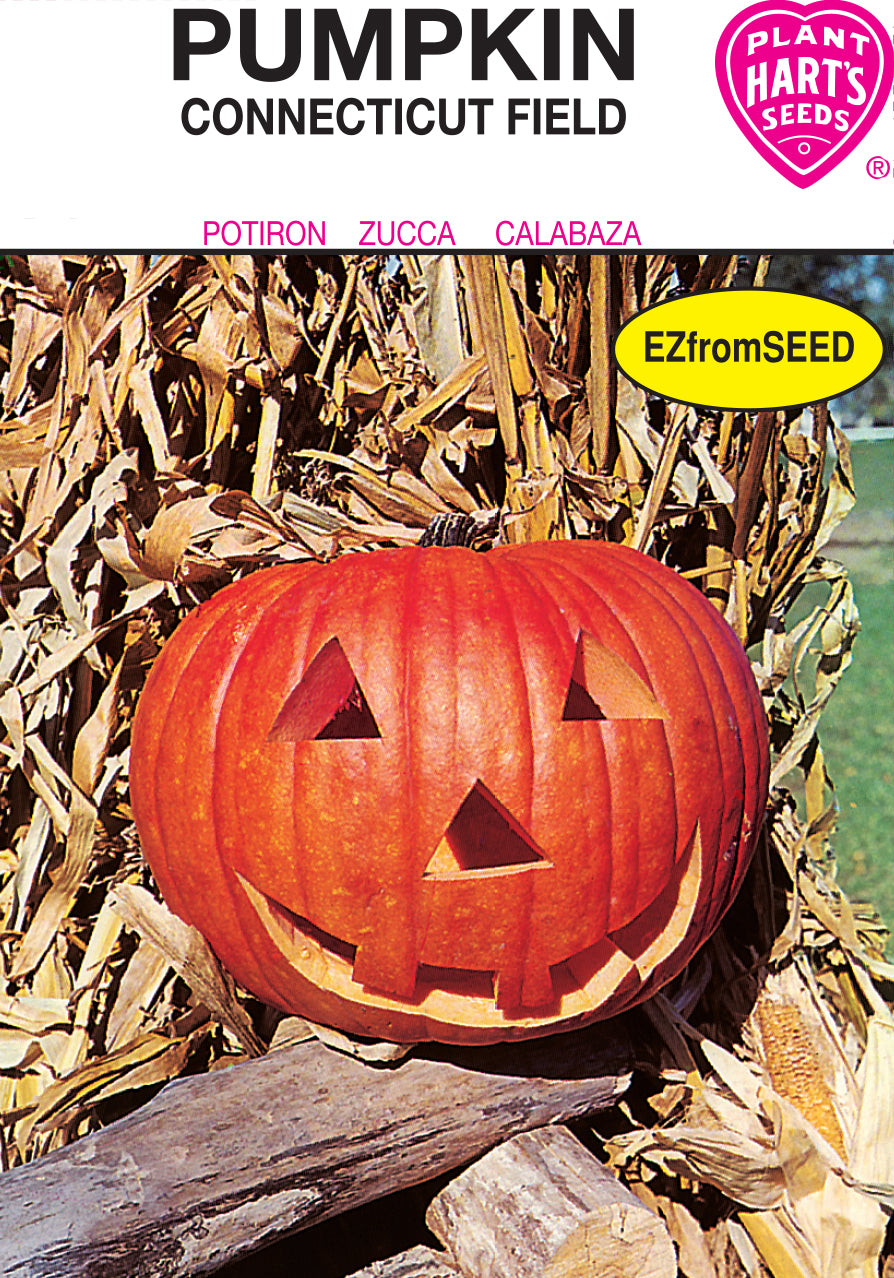 walmart pumpkin seeds to plant Pumpkin Connecticut Field