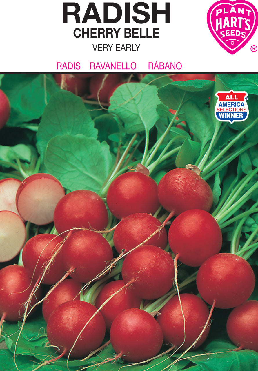 planting cherry belle radish seeds Radish Cherry Belle – Plants Hart's Seeds