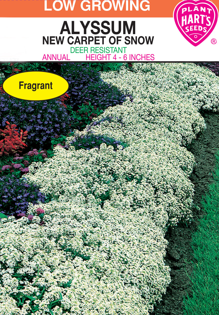 Alyssum Carpet of Snow