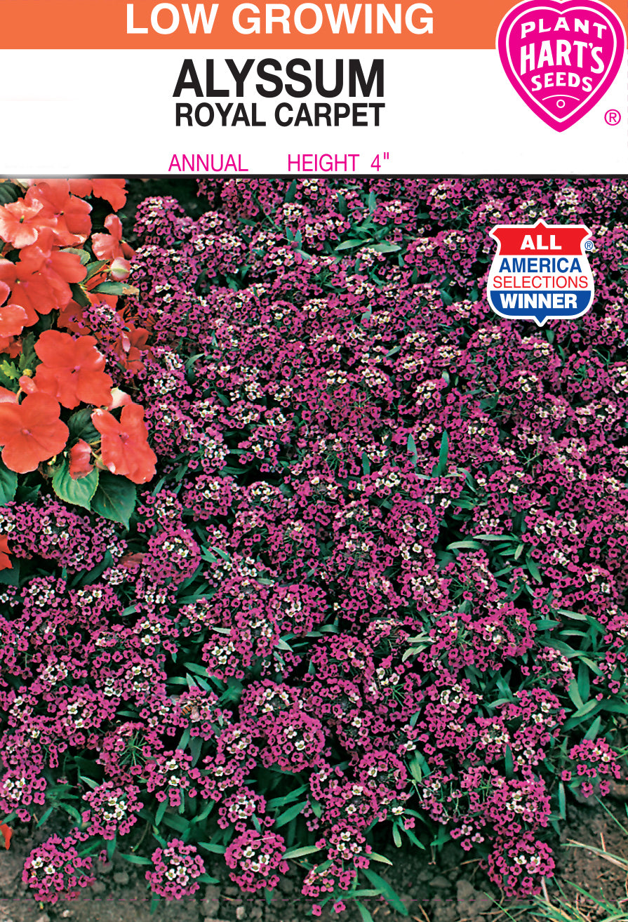 Alyssum Royal Carpet