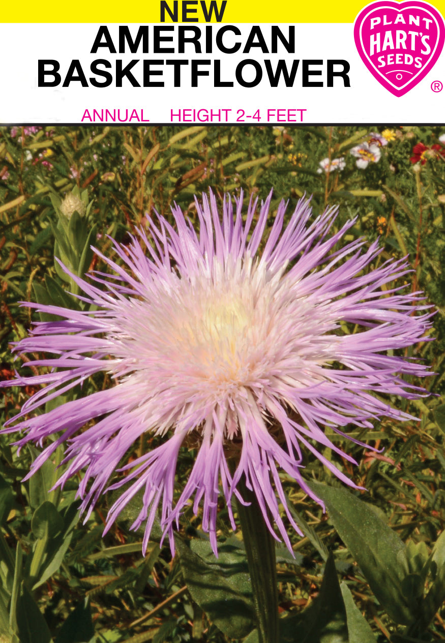american flower seeds American Basketflower – Plants Hart's Seeds