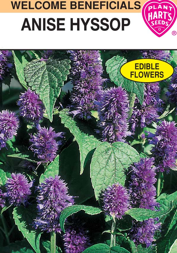 Anise Hyssop