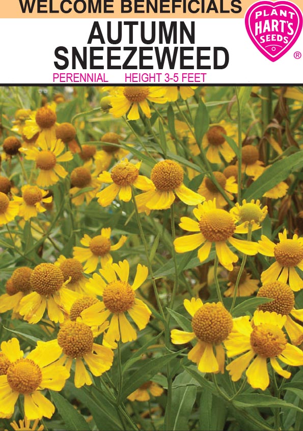 Autumn Sneezeweed