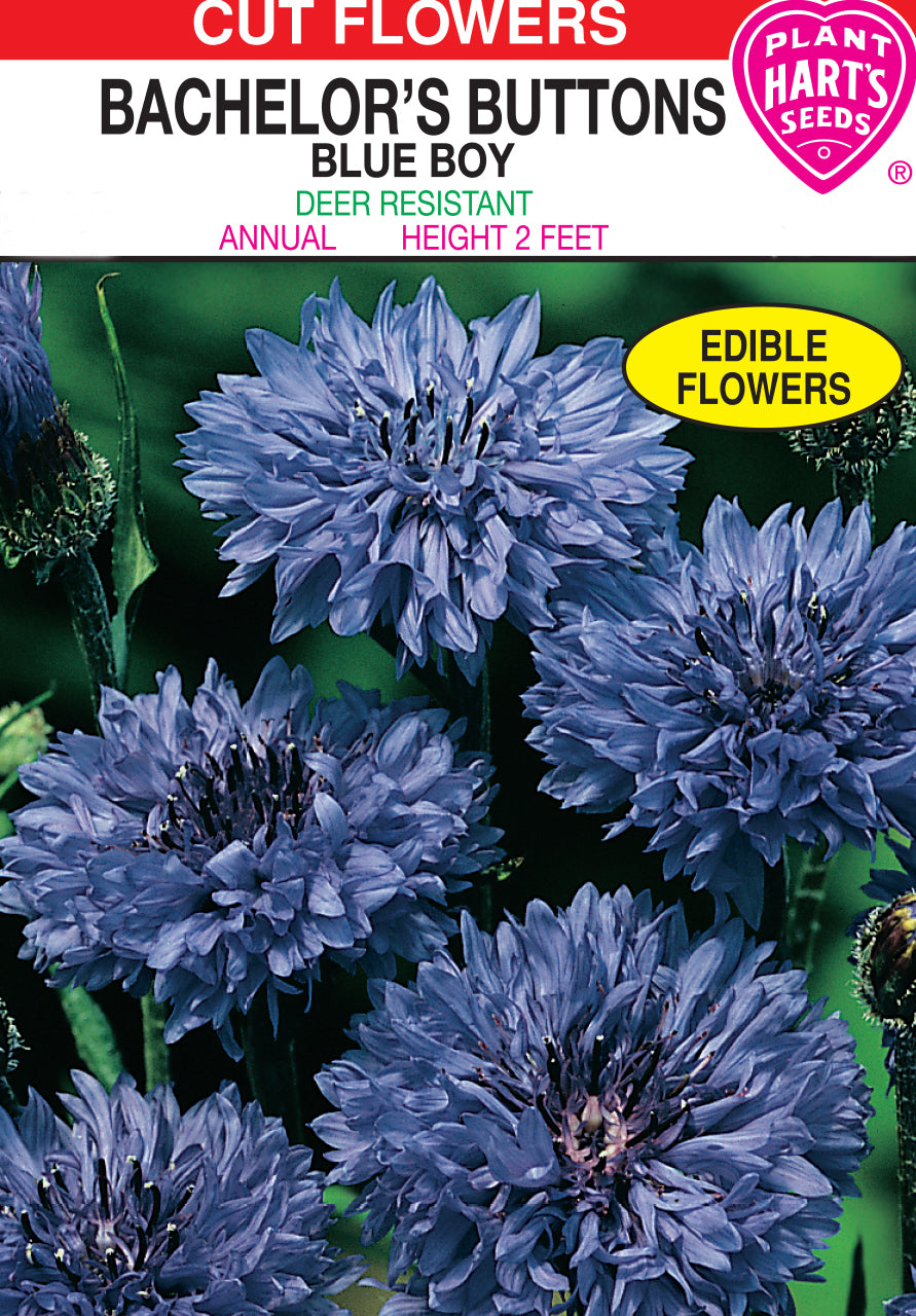 Bachelor Button Blue