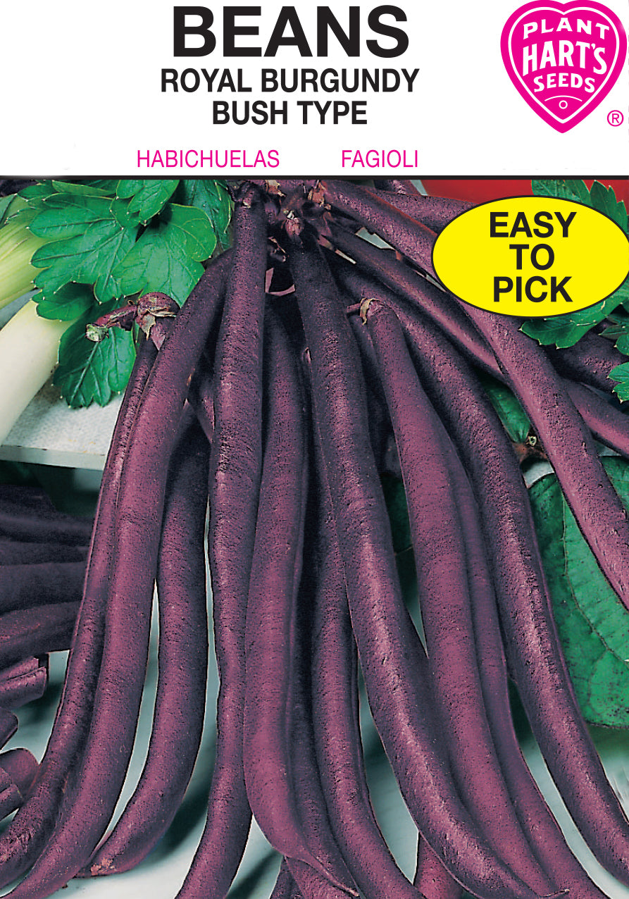 Bean Royal Burgundy