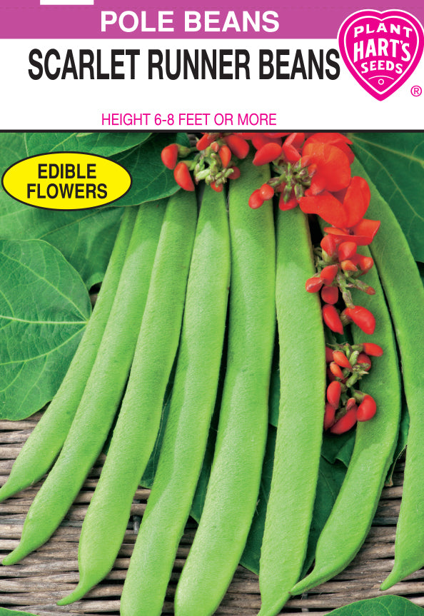 Bean Scarlet Runner