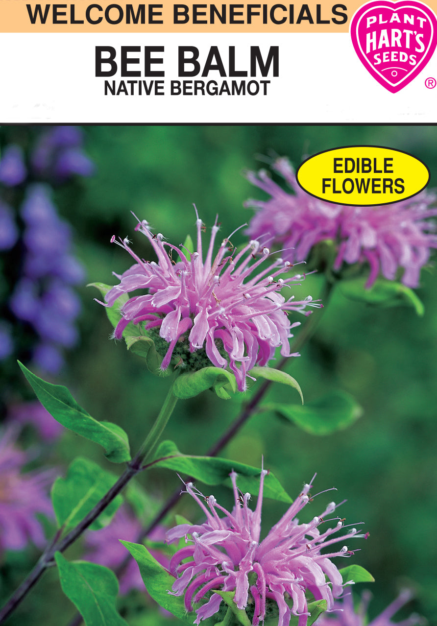Bee Balm (Monarda)