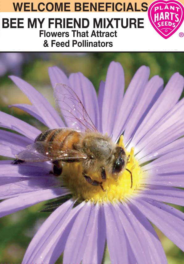 Bee My Friend (Bee Flower Mix)