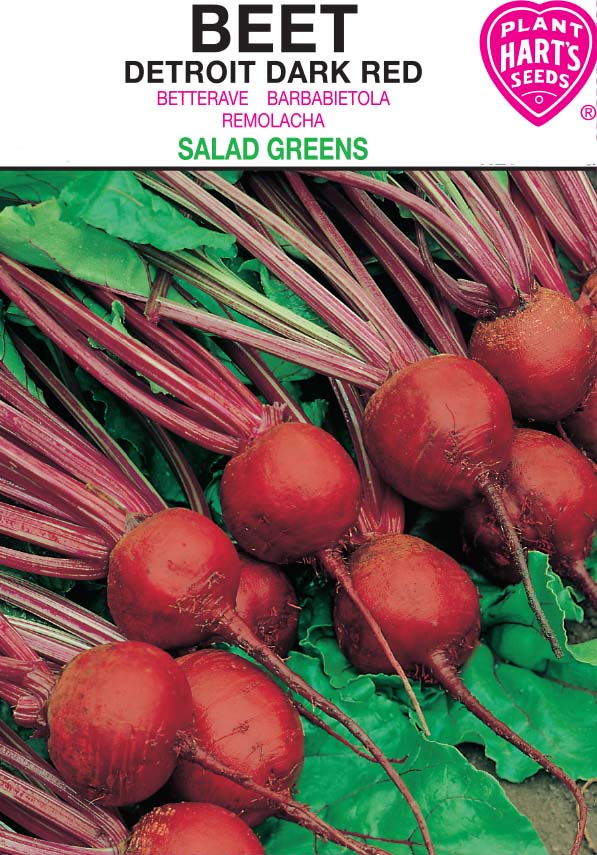 Beet Detroit Dark Red
