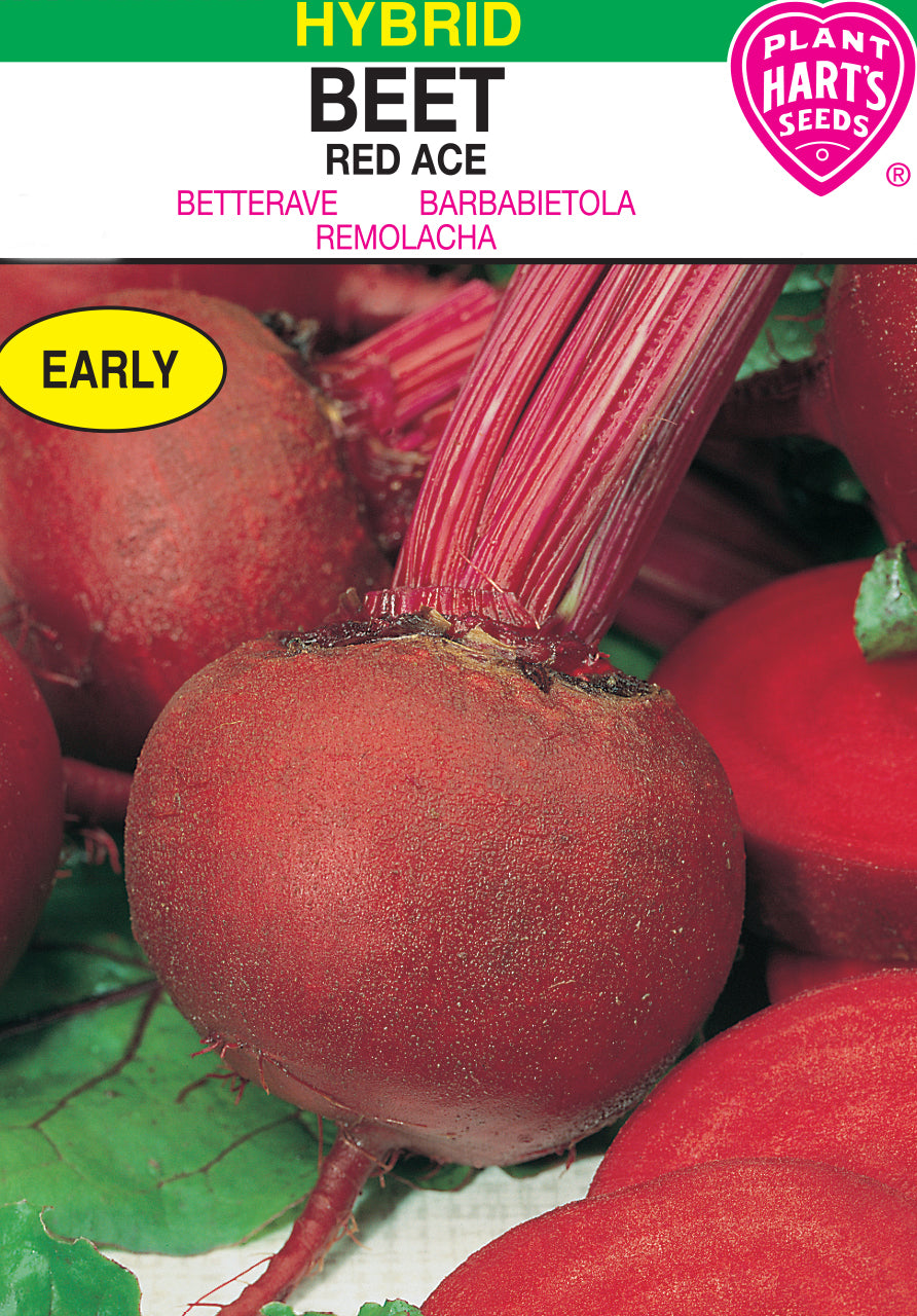 Beet Red Ace Hybrid