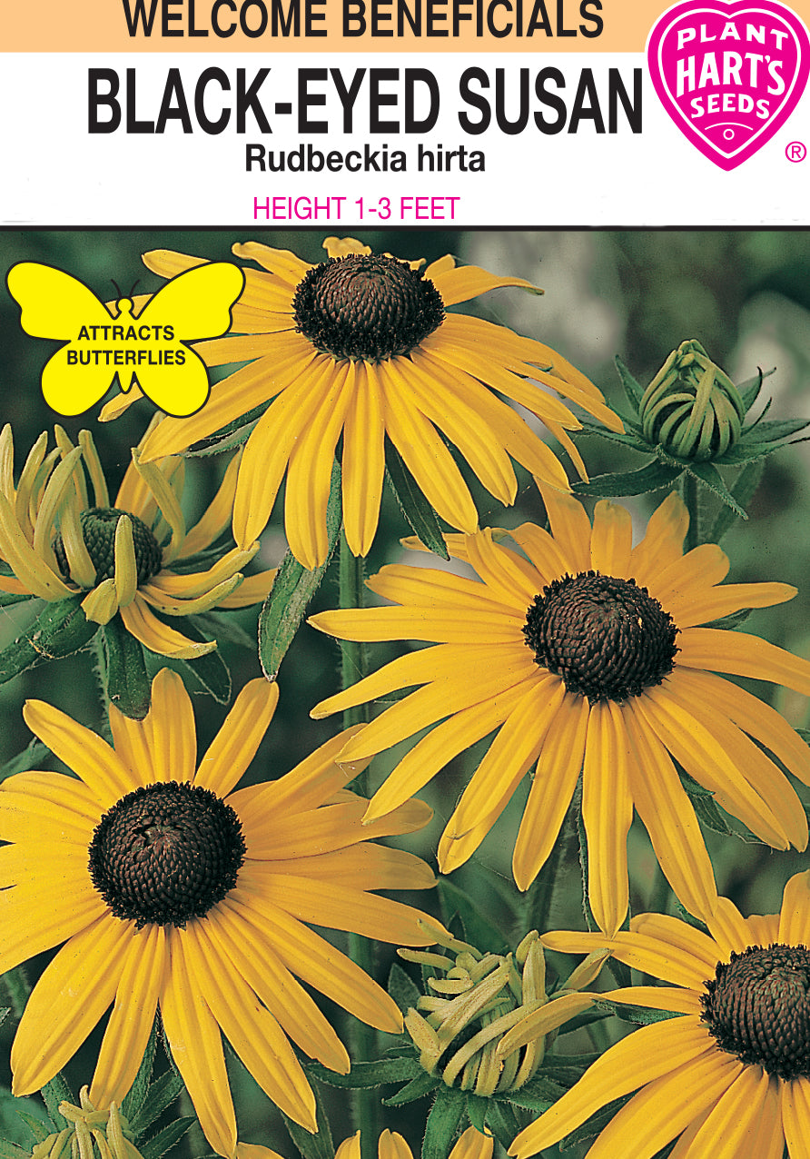 Black Eyed Susan