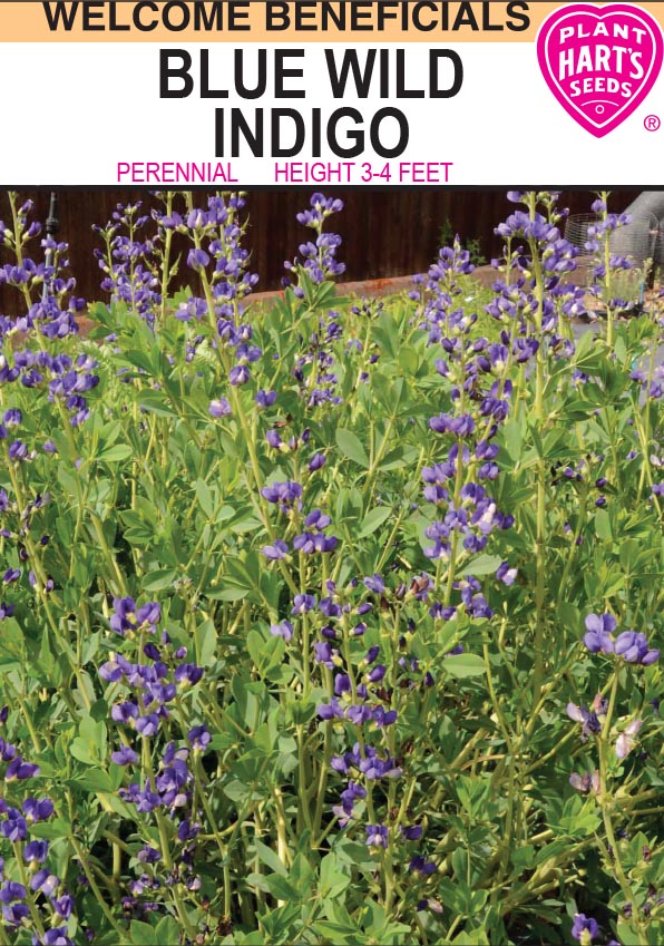 Blue Wild Indigo