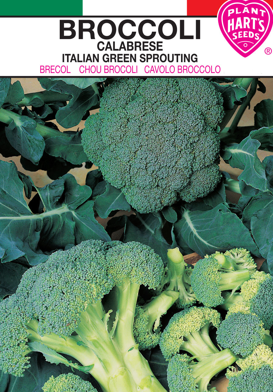 Broccoli Italian Green Sprouting