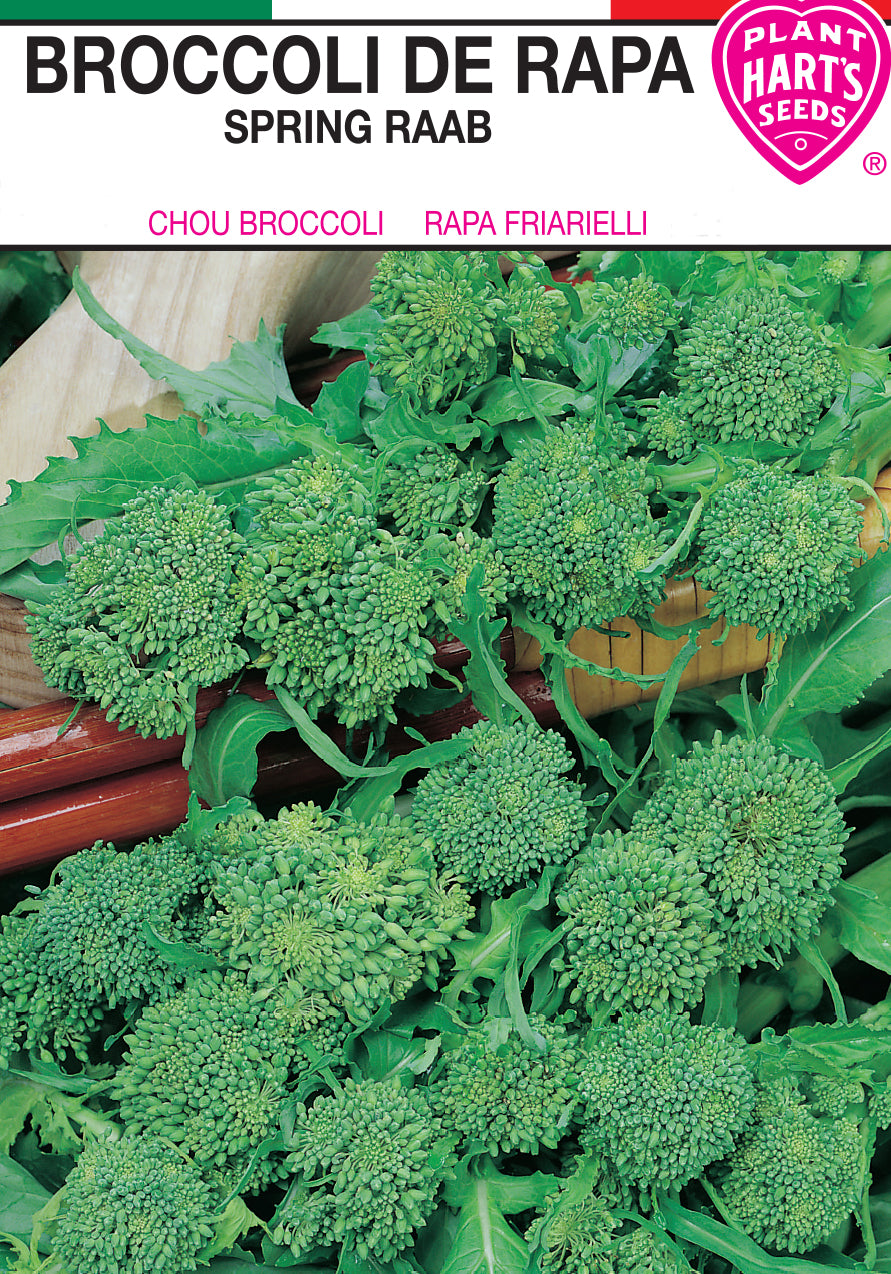 Broccoli De Rapa
