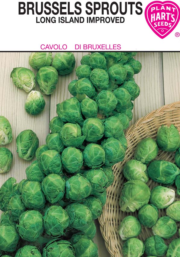 Brussels Sprouts Long Island