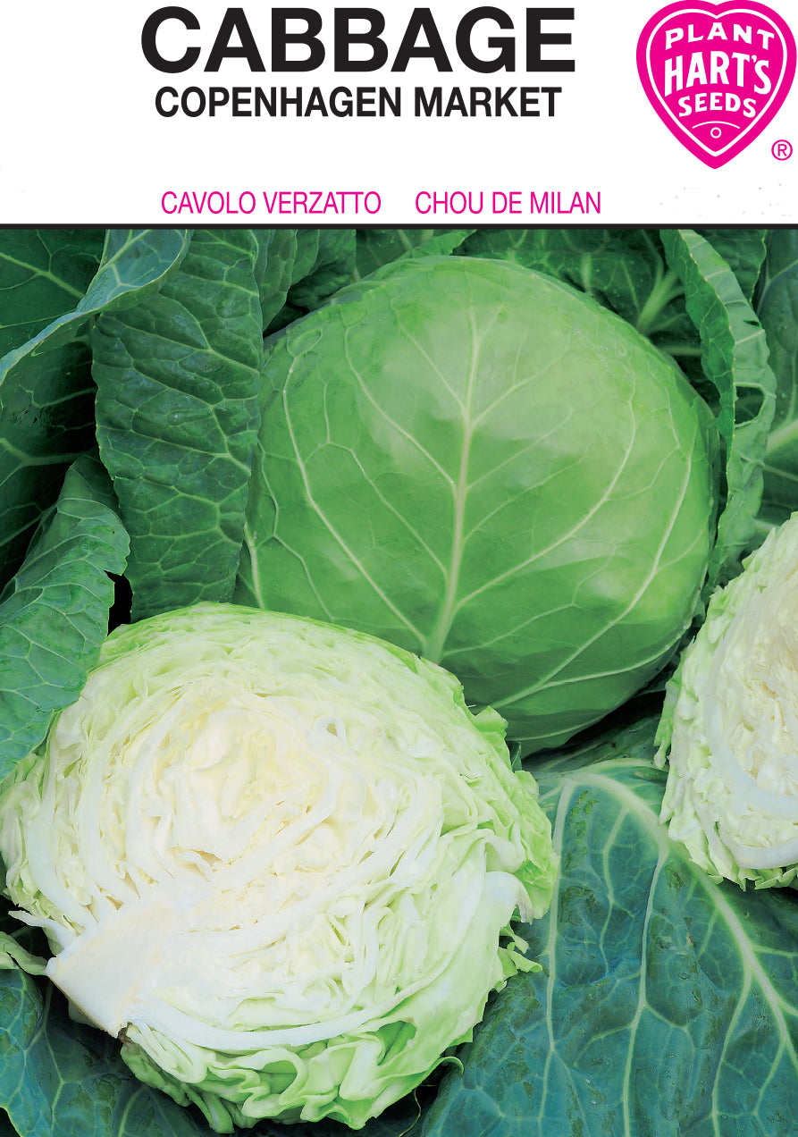 Cabbage Copenhagen