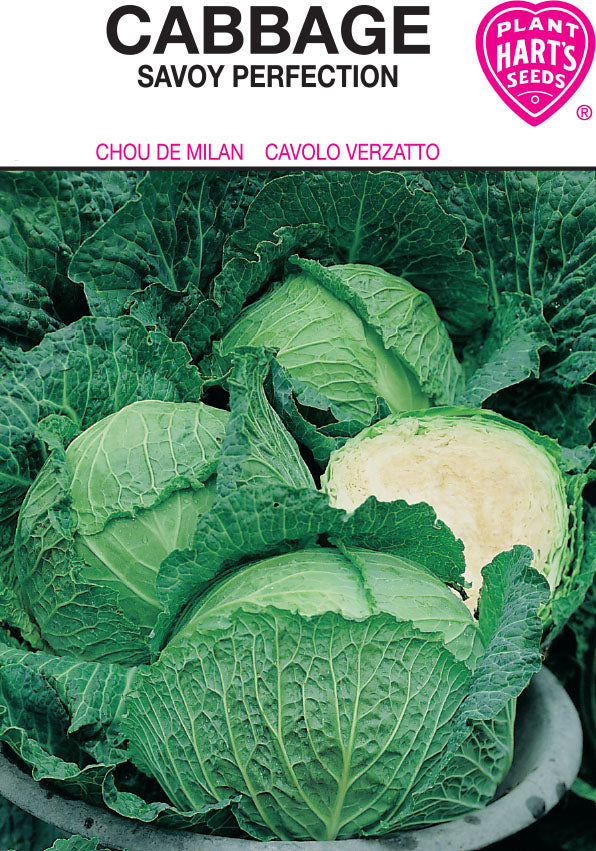 Cabbage Savoy Perfection