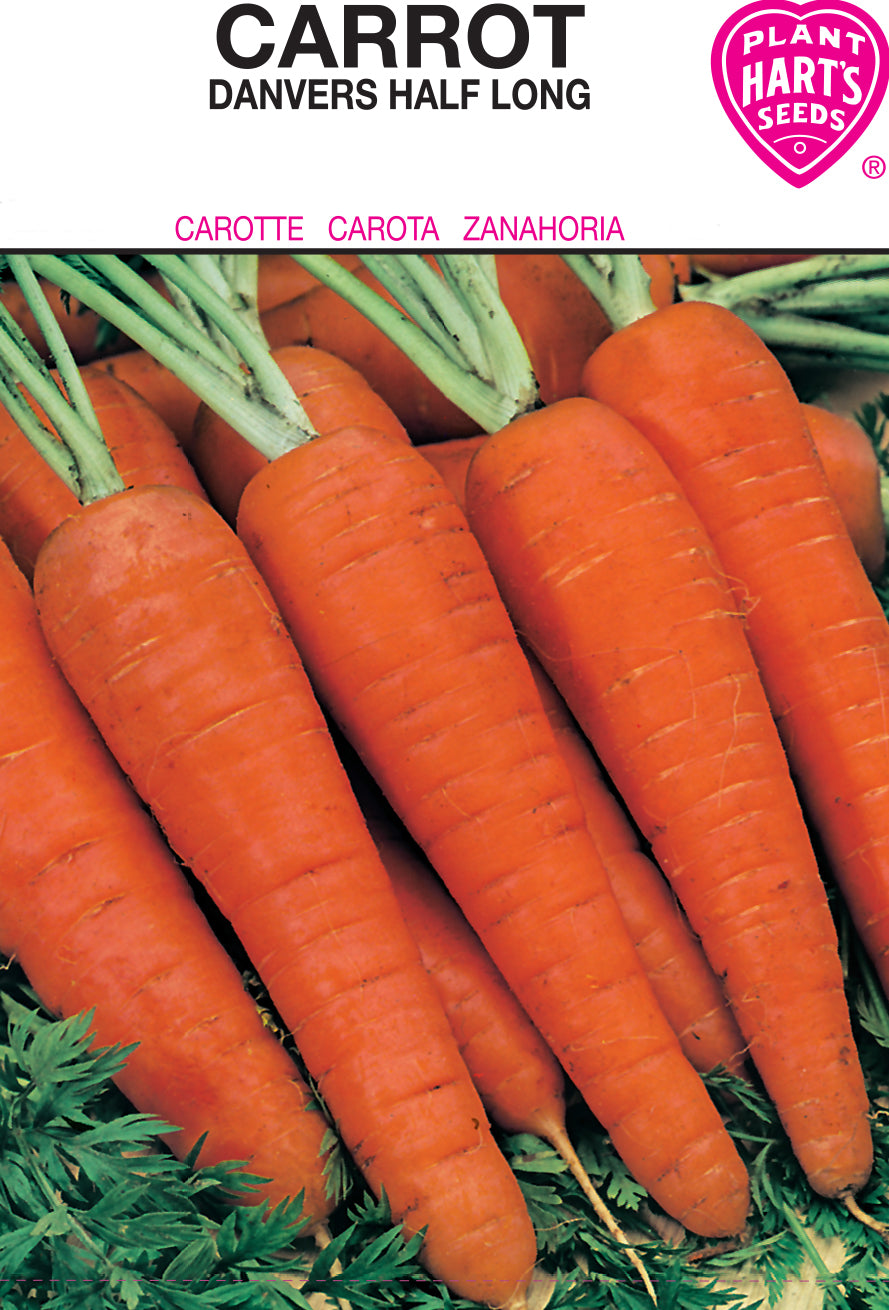 Carrot Danvers Half Long