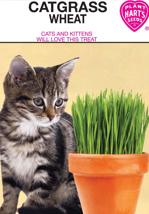 Catgrass (wheat)
