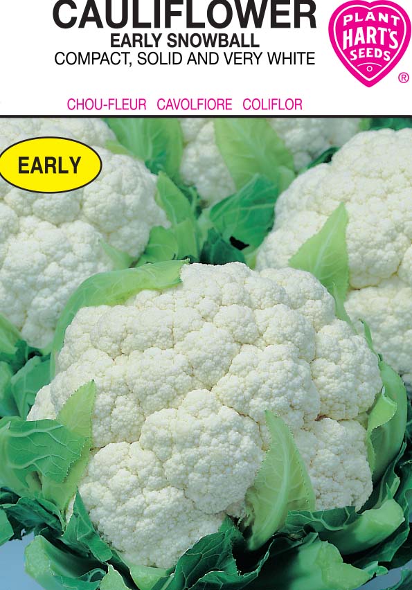 Cauliflower Early Snowball
