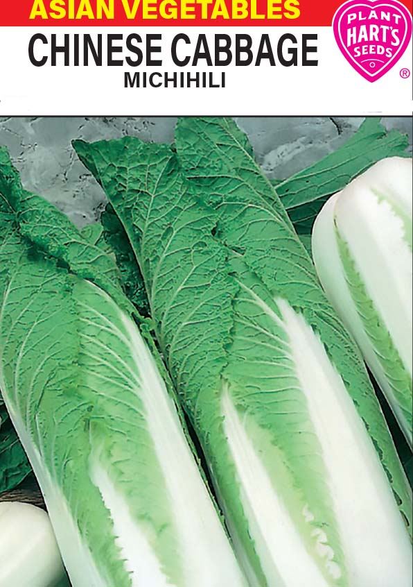 Chinese Cabbage Michihili