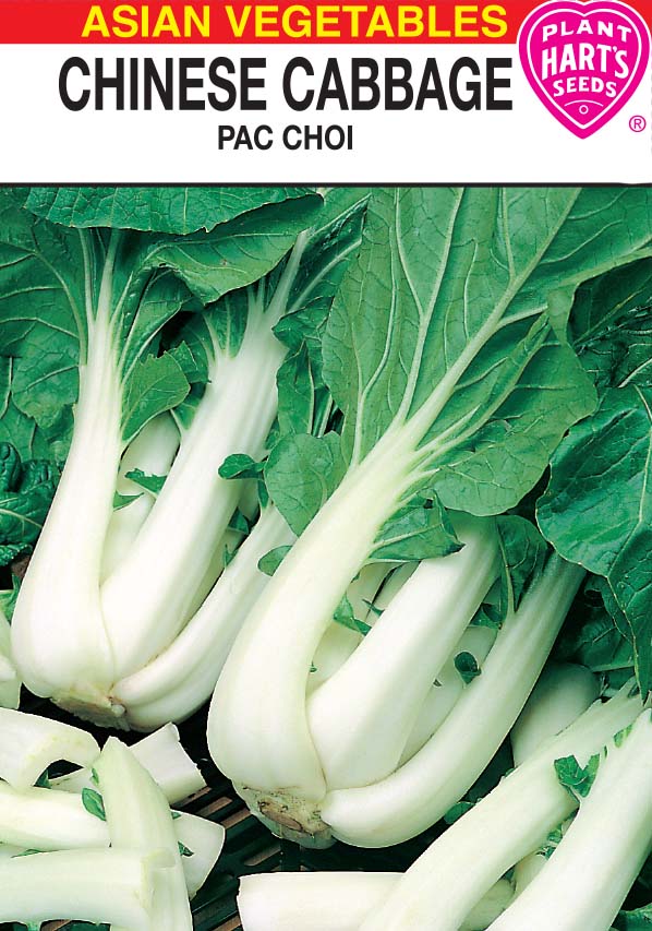 Chinese Cabbage Pak Choy