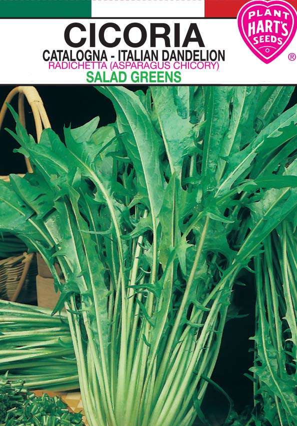 Cicoria Italian Dandelion