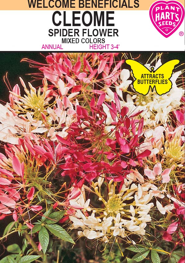 Cleome Mixed Colors (Spider Flower)