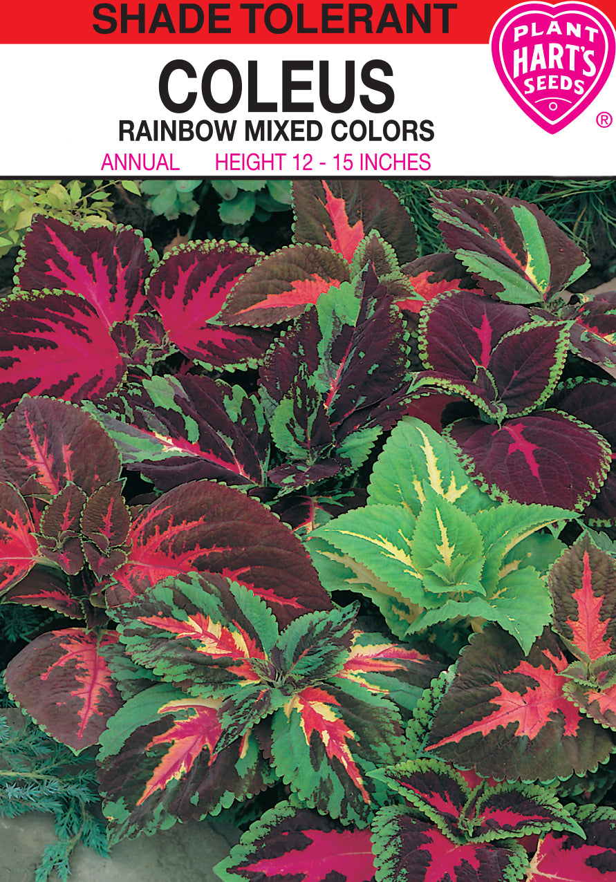 Coleus Rainbow
