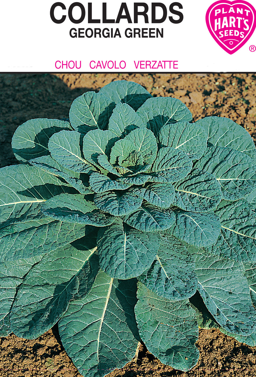 Collards Georgia Green