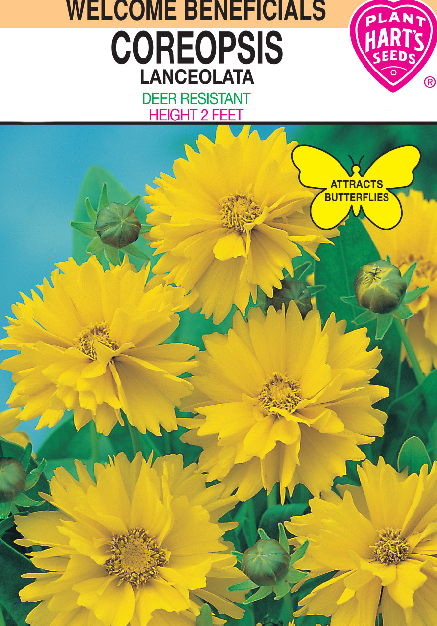 Coreopsis Lanceolata