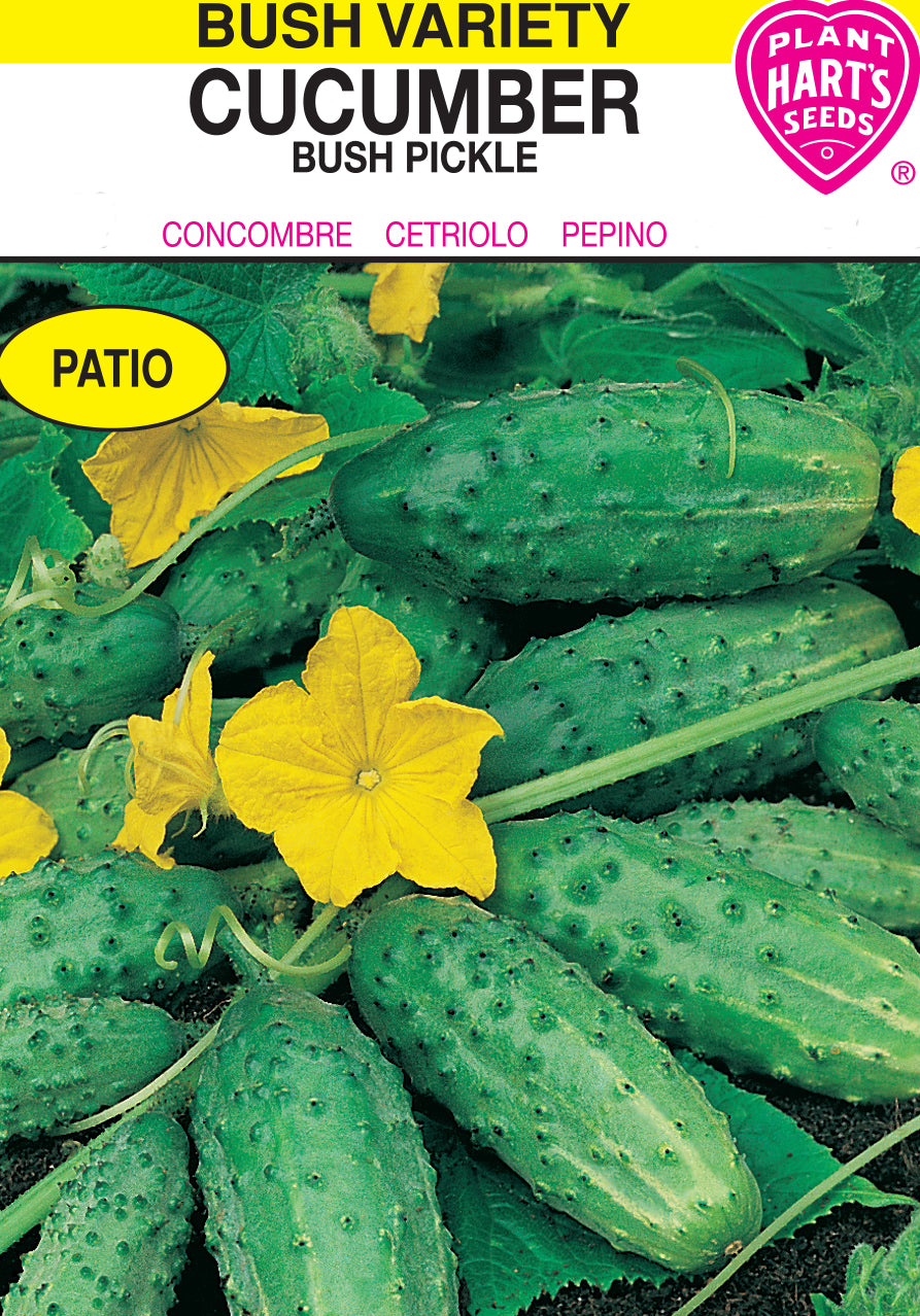 Cucumber Bush Pickle