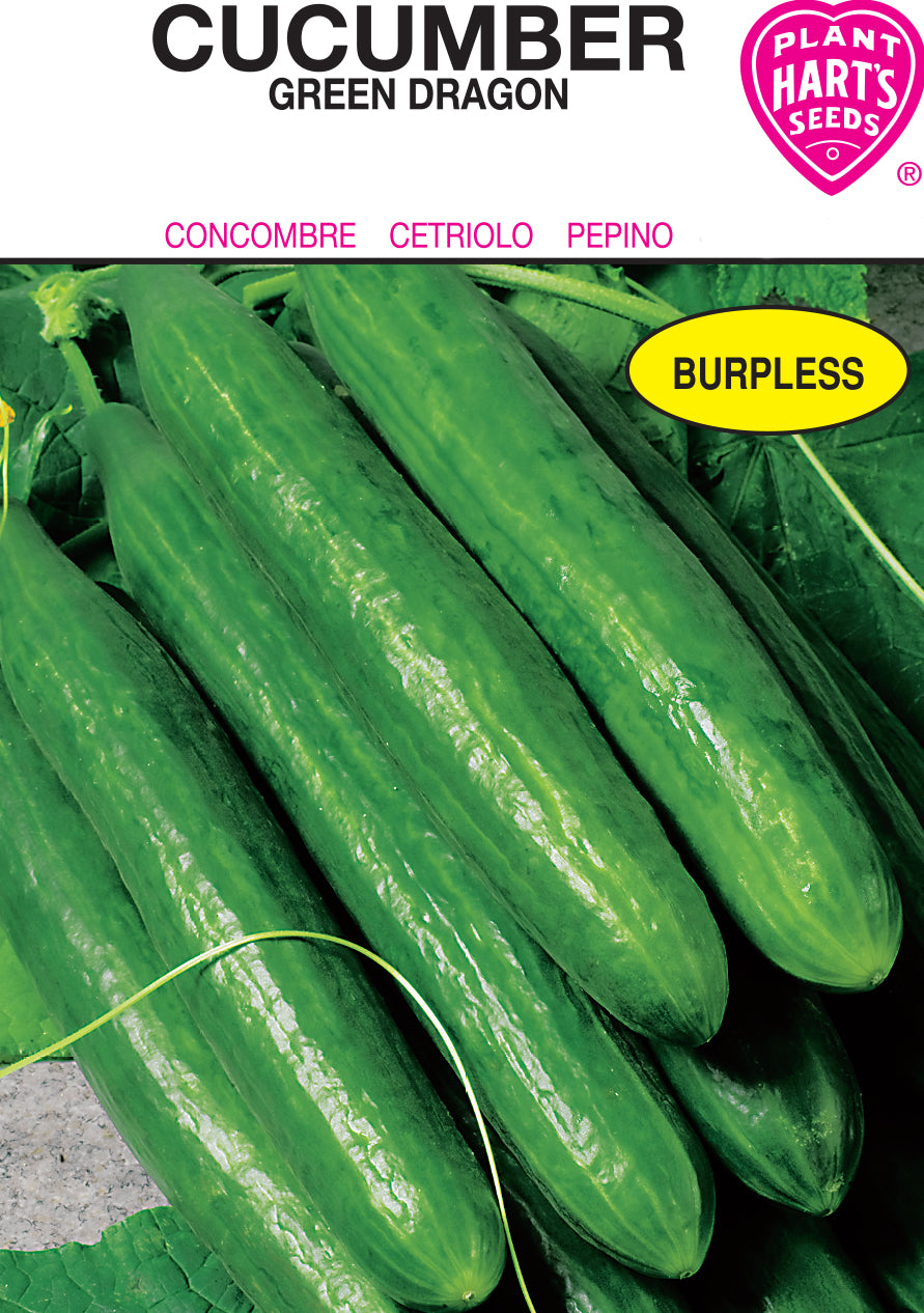 Cucumber Green Dragon