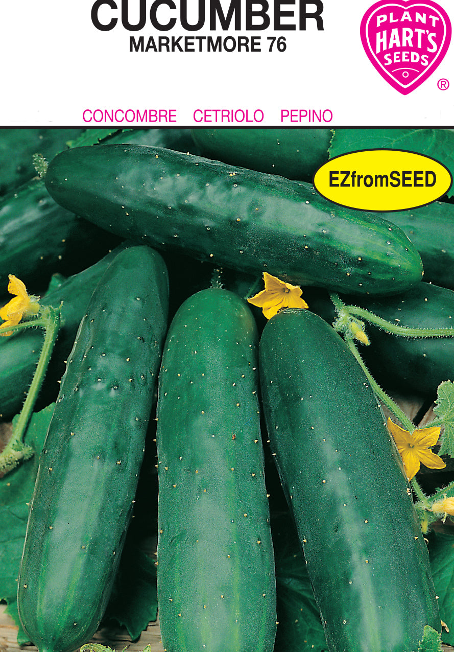 Cucumber Marketmore 76