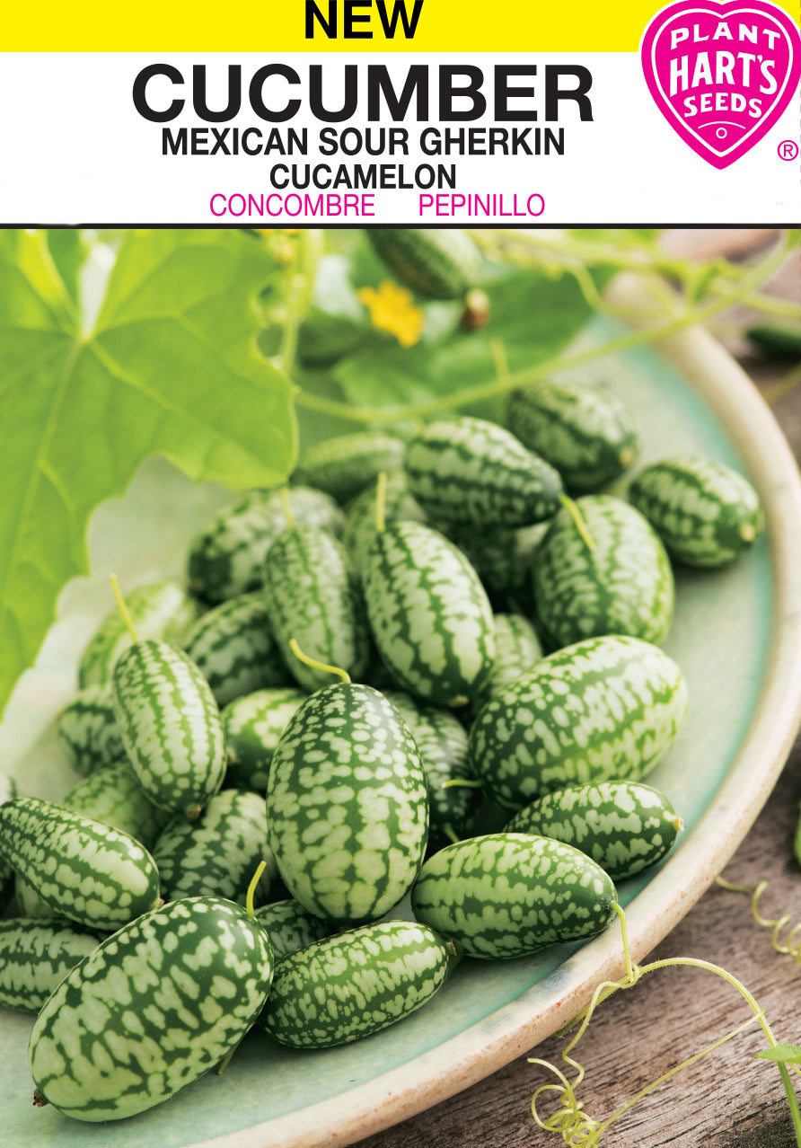 Cucumber Mexican Sour Gherkin