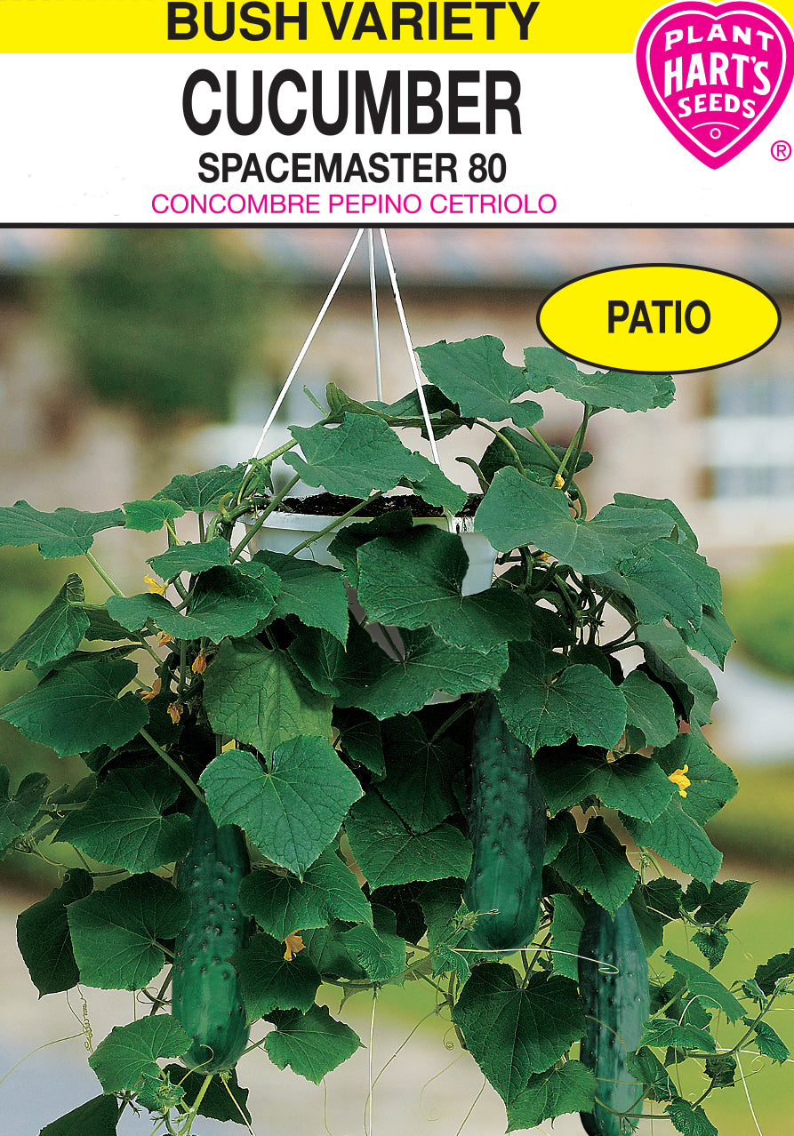Cucumber Spacemaster 80 Plants Hart s Seeds cucumber-spacemaster-80-plants-hart-s-seeds