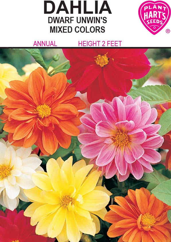 annual dahlia seeds Dahlia Dwarf Unwin's – Plants Hart's Seeds
