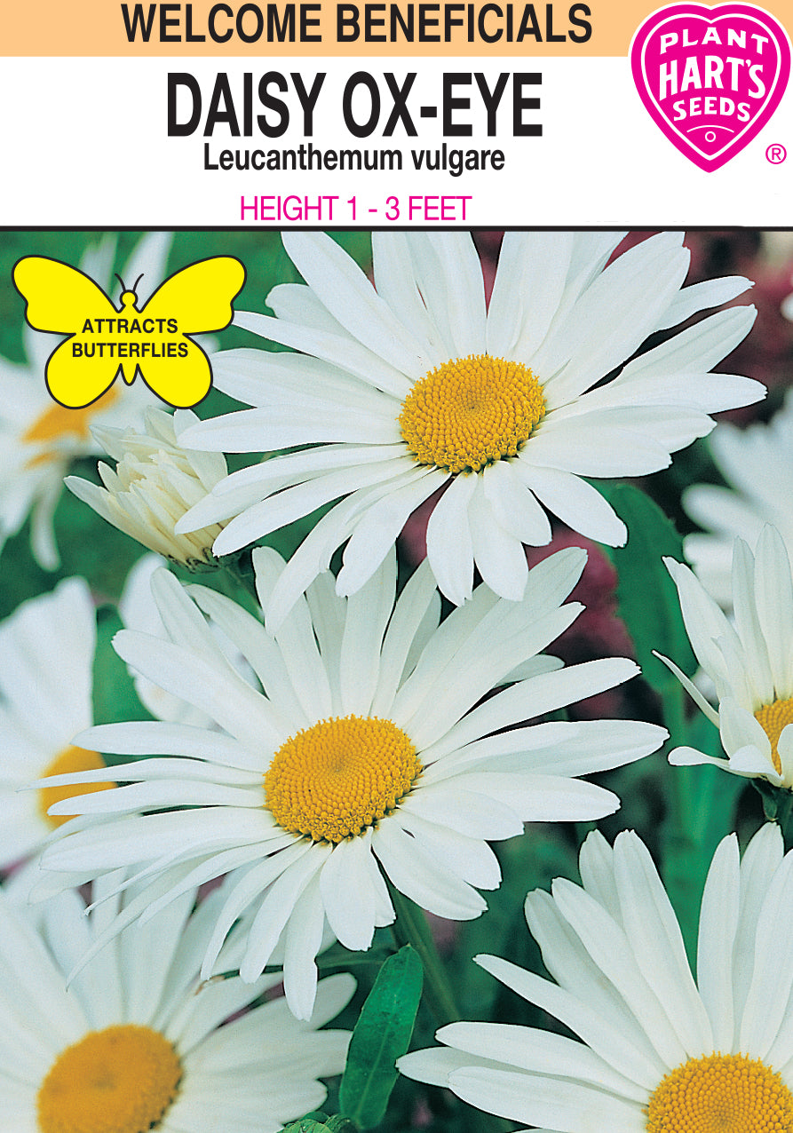Daisy Ox-Eye