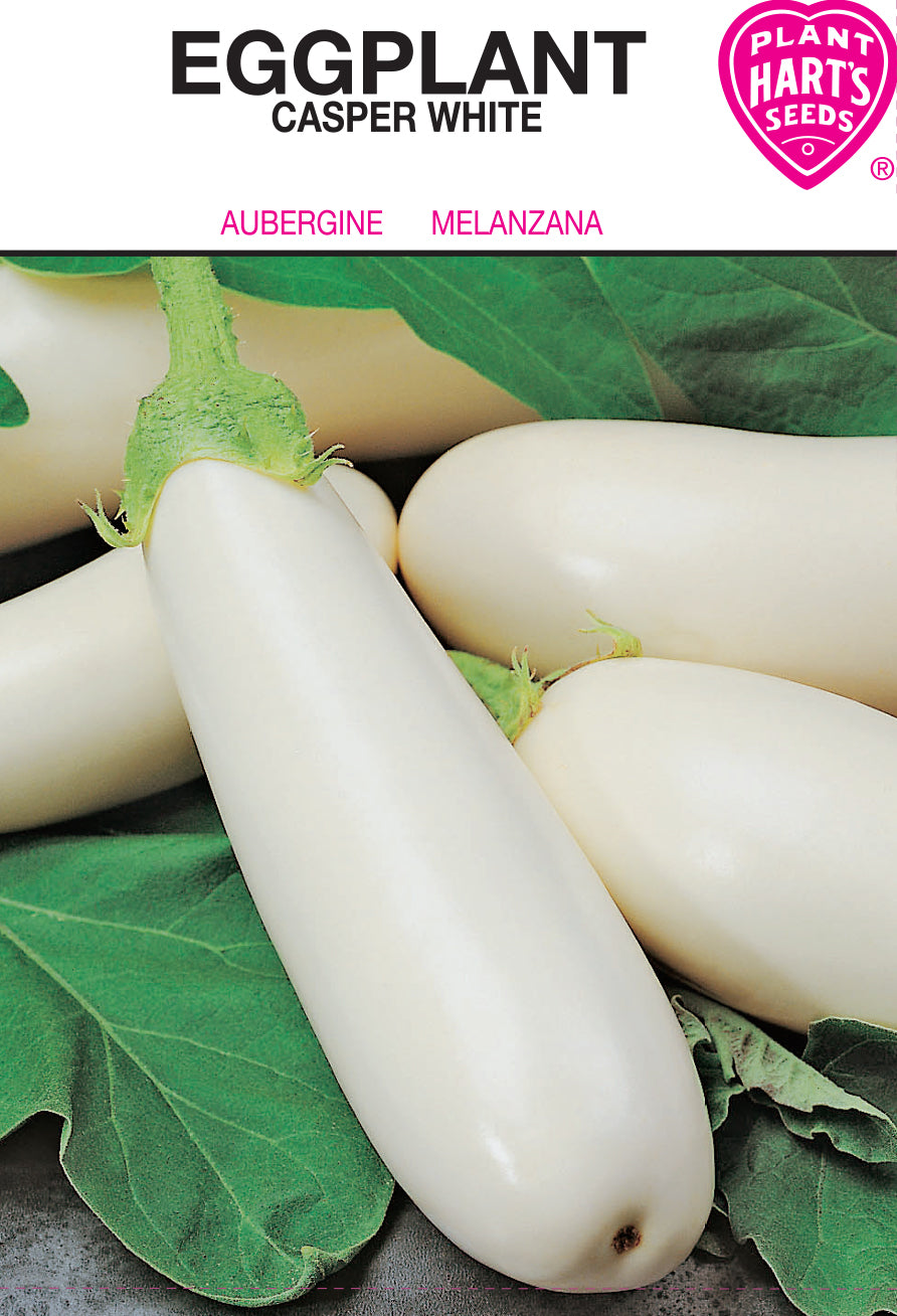 Eggplant White Casper