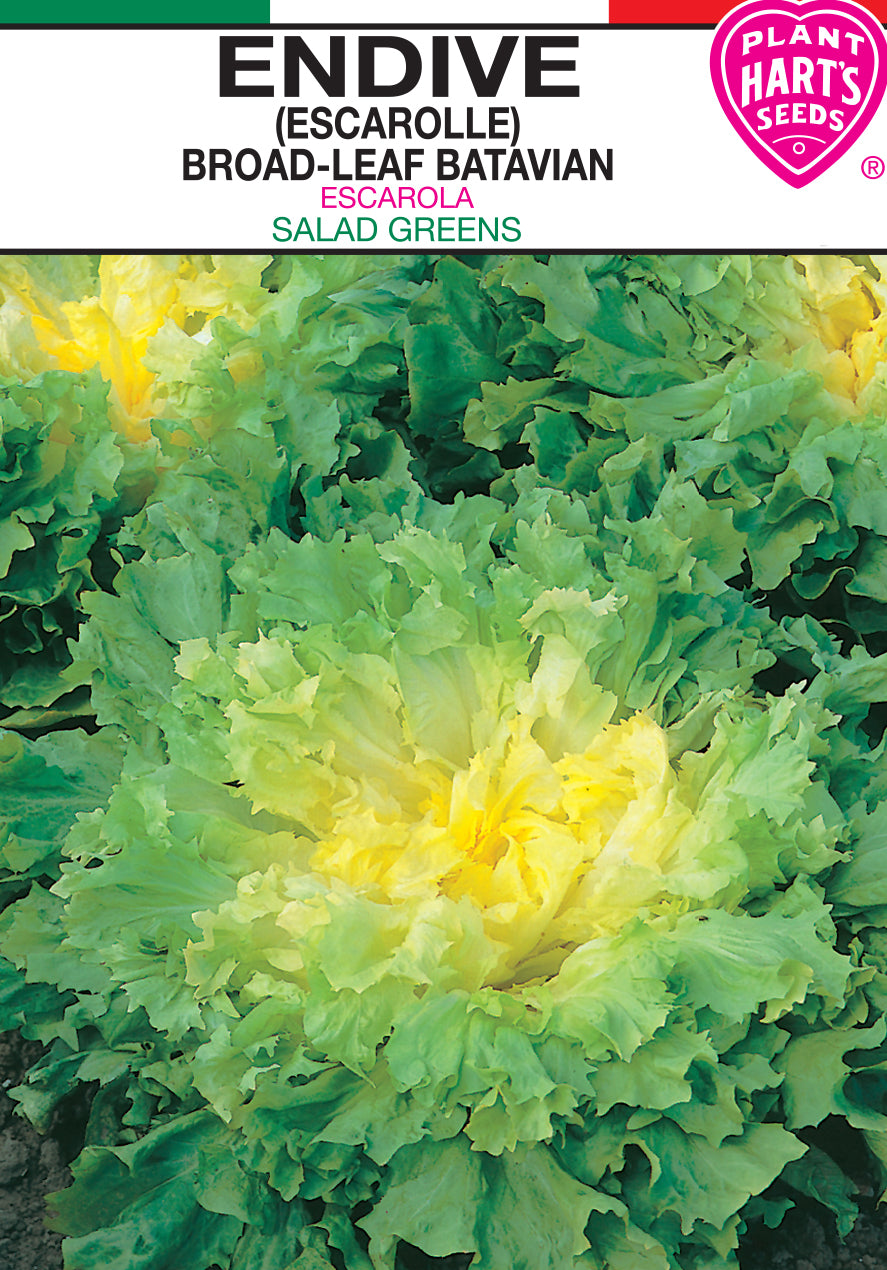 Endive Broadleaf (Escarole)
