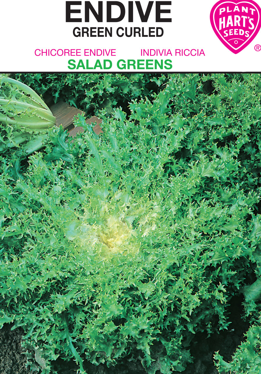 Endive Green Curled