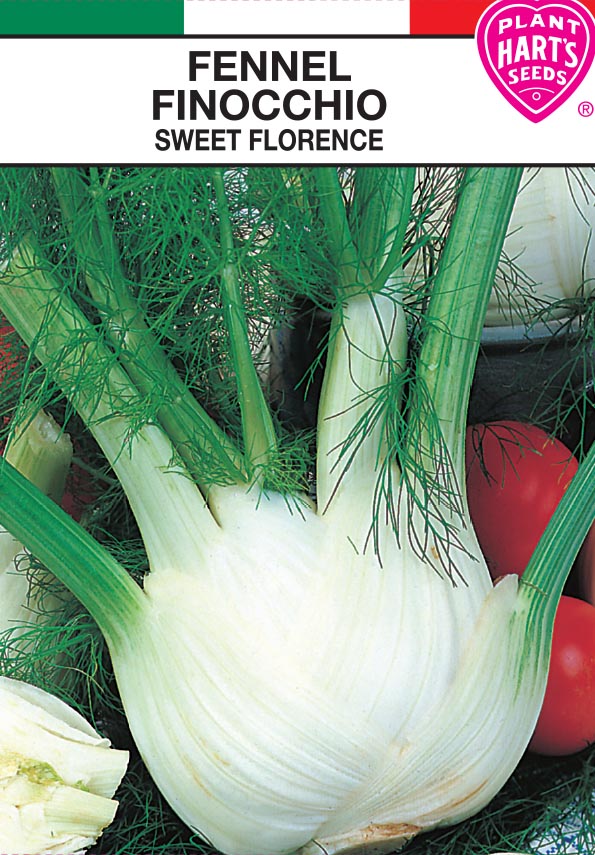 Fennel Sweet Florence