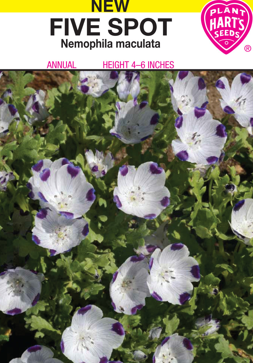 Five-Spot (Nemophila maculata)