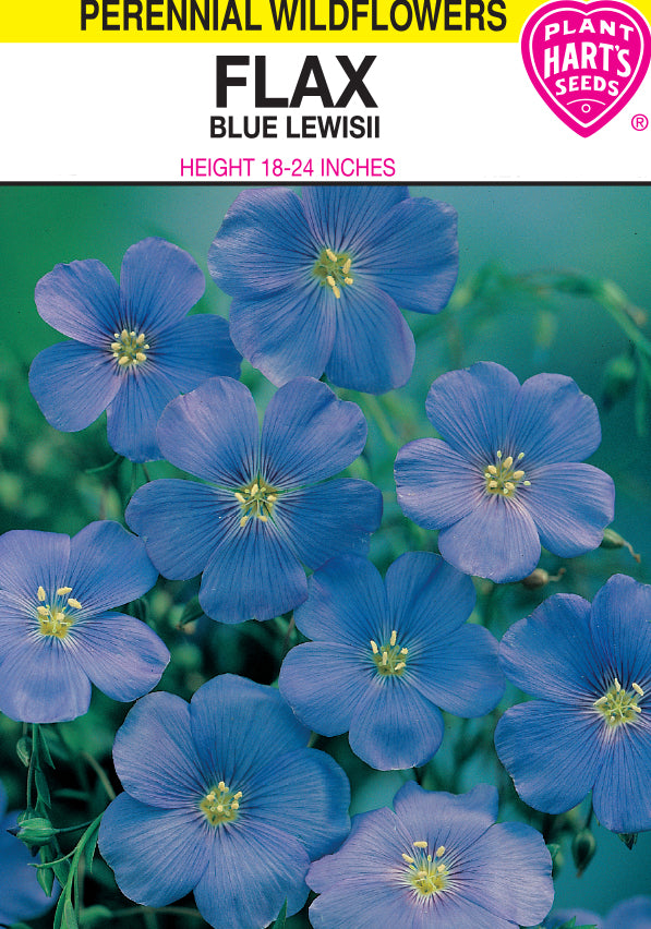 Flax Blue Lewisii