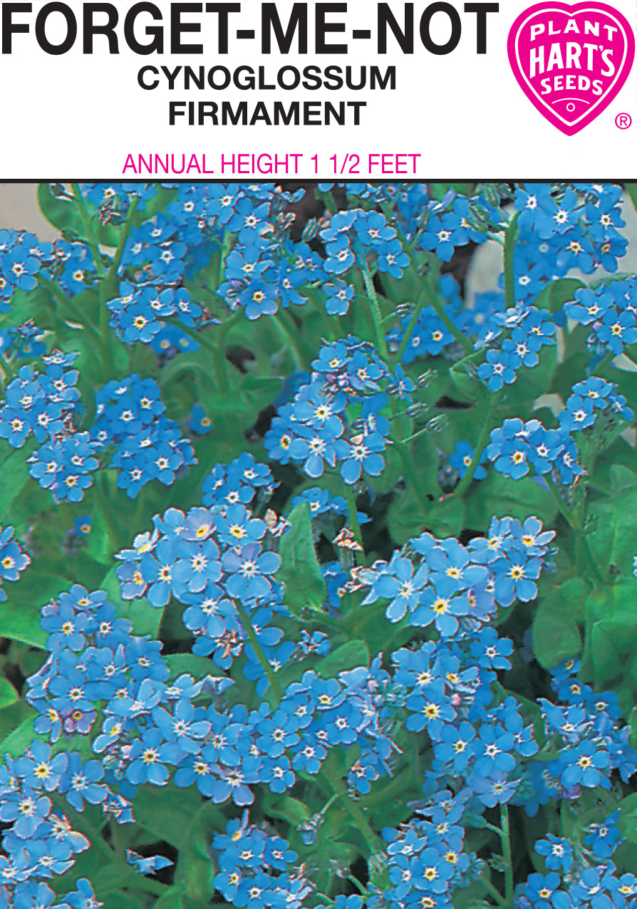 Forget Me Not