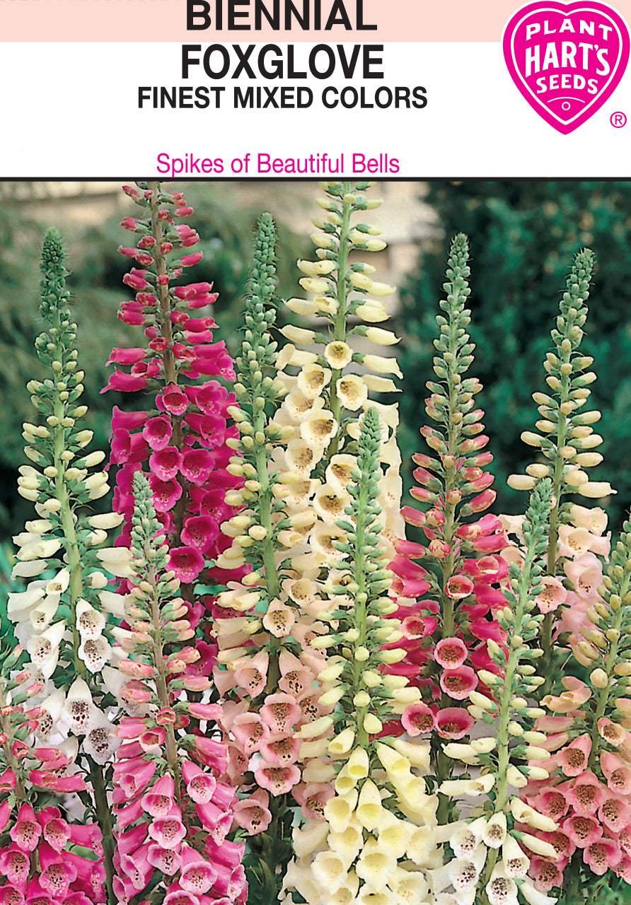 Foxglove Digitalis