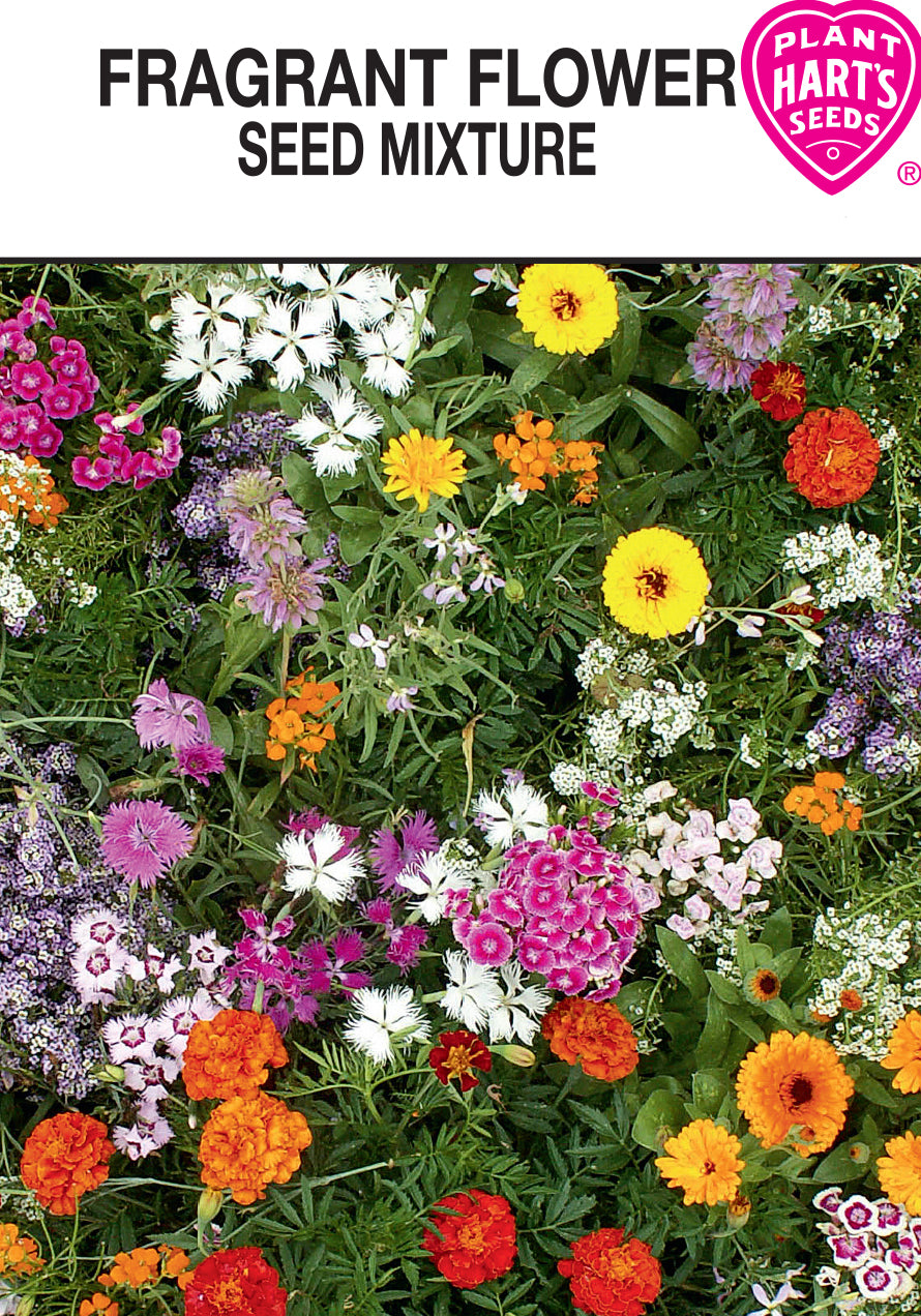 Fragrant Flower Seed Mix