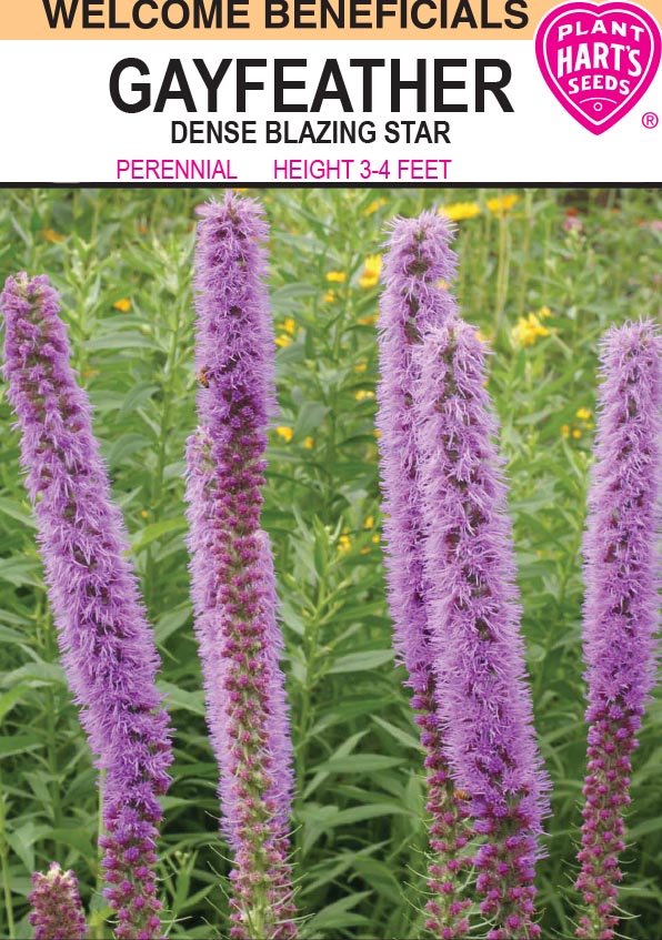 Dense Blazing Star (Gayfeather)
