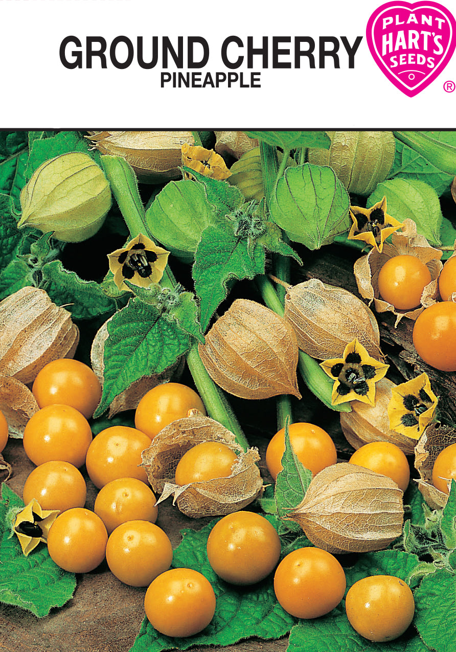 Ground Cherry Pineapple